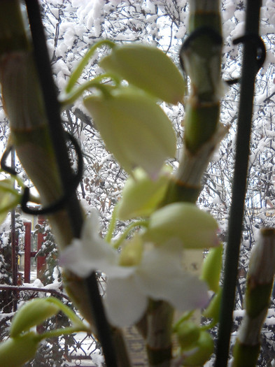 Dendrobium cu o floare - Orhideea - Dendrobium nobile0