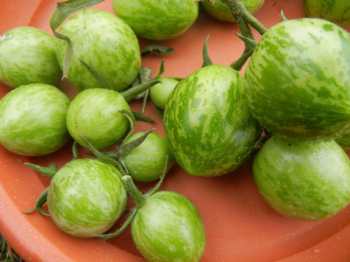 Green Zebra Tomatoes (2012, Oct.14) - Tomatoes_Rosii
