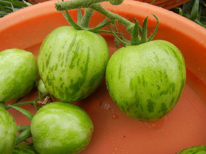 Green Zebra Tomatoes (2012, Oct.14) - Tomatoes_Rosii