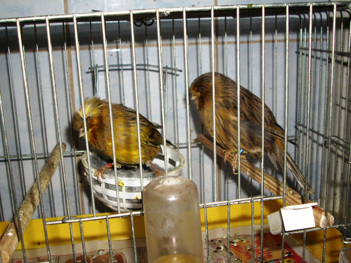 CANARI LA CUIB 2013 014