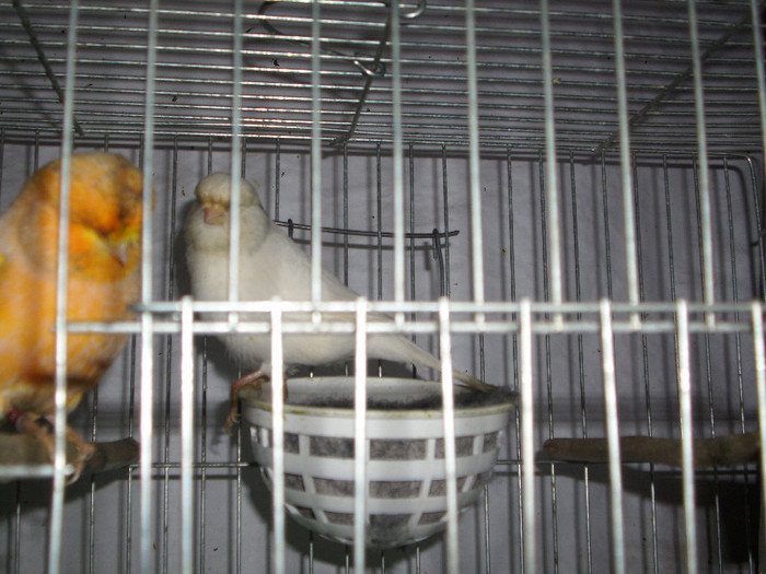 CANARI LA CUIB 2013 048