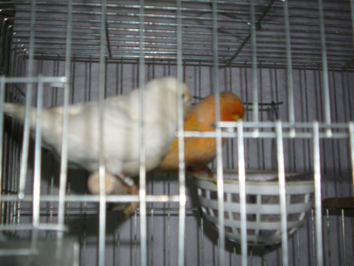 CANARI LA CUIB 2013 049