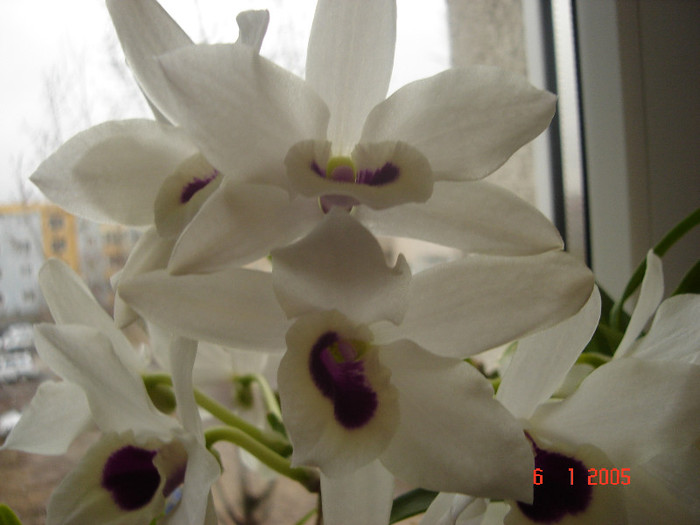 DSC07904 - Orhidee Dendrobium Nobile