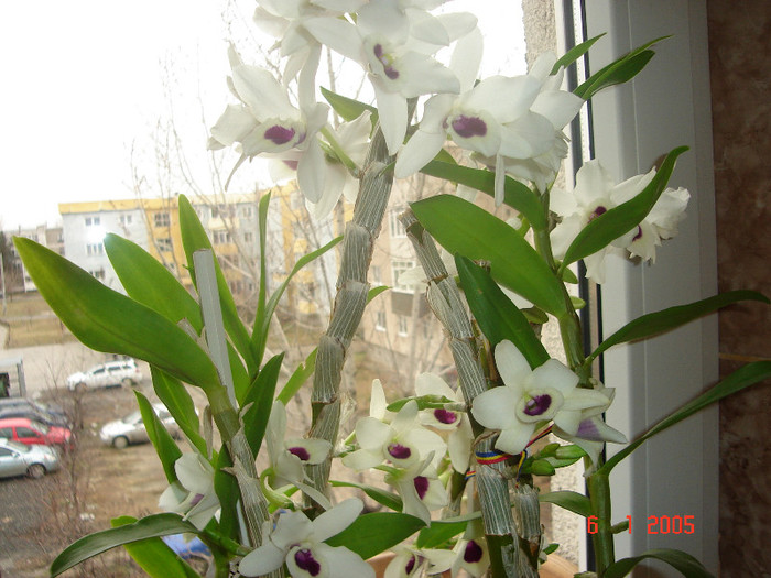 DSC07919 - Orhidee Dendrobium Nobile