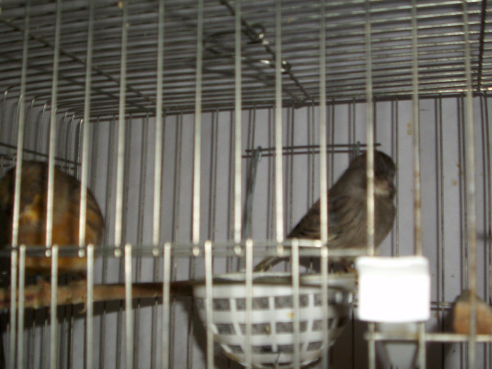 CANARI LA CUIB 2013 056