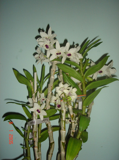 DSC07913 - Orhidee Dendrobium Nobile