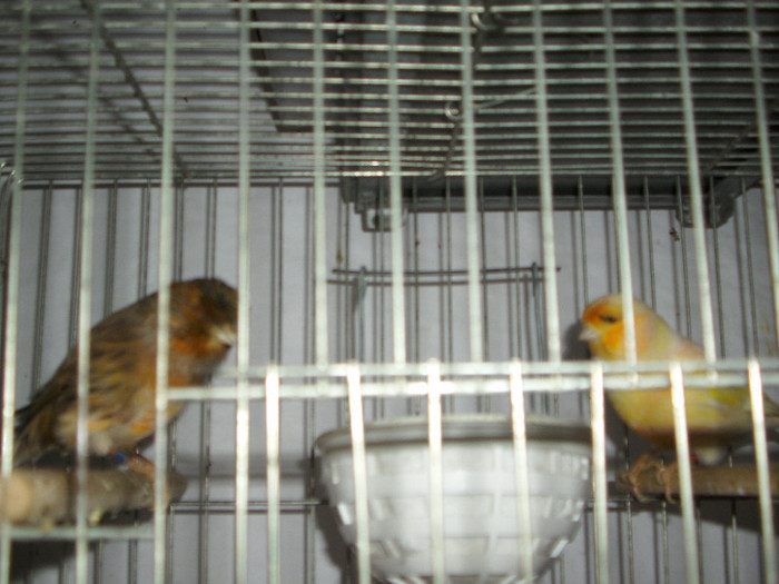 CANARI LA CUIB 2013 064