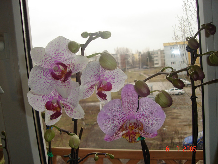 DSC07929 - Orhidee Phalaenopsis
