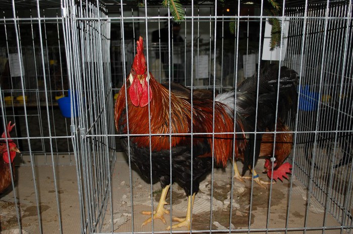 expo_acpara_2013_2_ (2) - Expo 2013 Arges Sambata