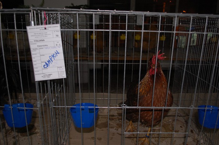 expo_acpara_2013_2_ (3) - Expo 2013 Arges Sambata