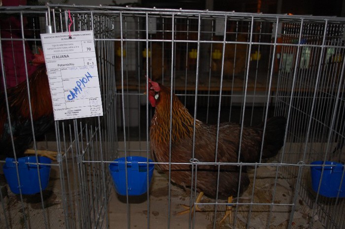 expo_acpara_2013_2_ (4) - Expo 2013 Arges Sambata