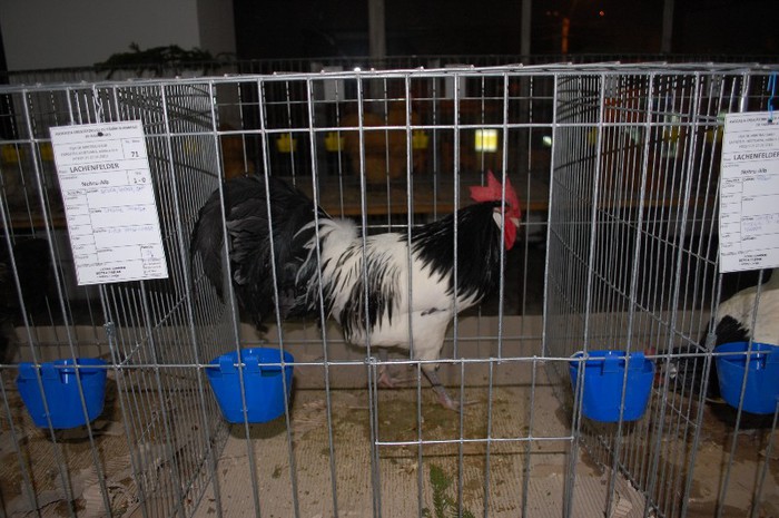 expo_acpara_2013_2_ (7)