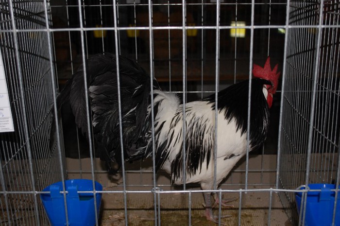 expo_acpara_2013_2_ (8) - Expo 2013 Arges Sambata