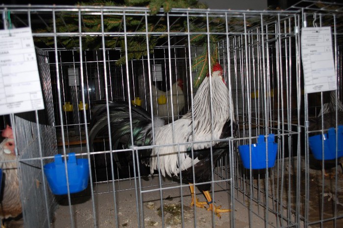 expo_acpara_2013_2_ (10) - Expo 2013 Arges Sambata