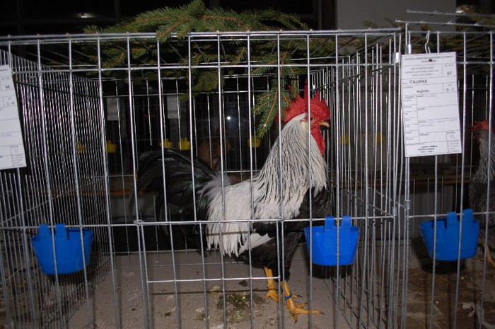 expo_acpara_2013_2_ (11) - Expo 2013 Arges Sambata