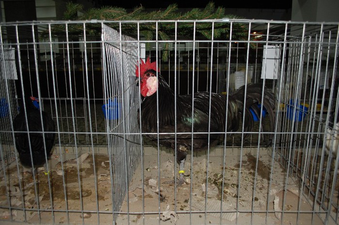 expo_acpara_2013_2_ (12) - Expo 2013 Arges Sambata