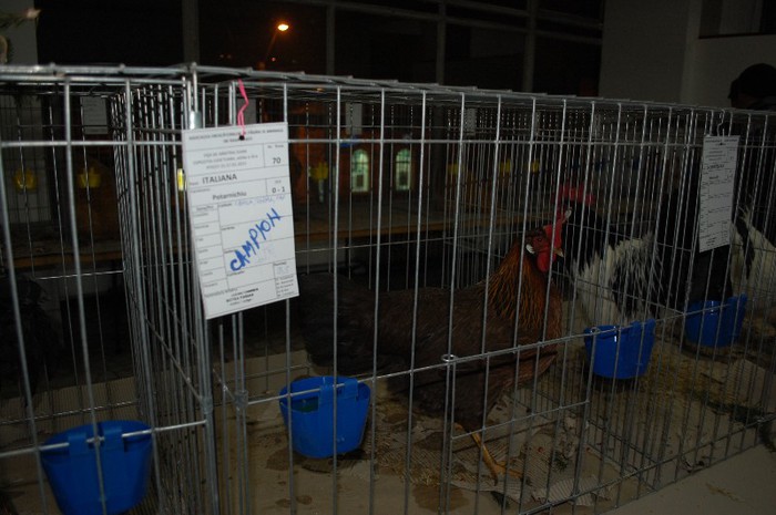 expo_acpara_2013_2_ (21)