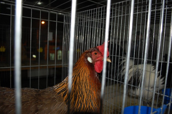 expo_acpara_2013_2_ (26)