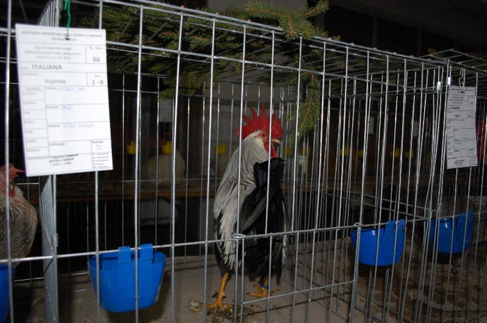 expo_acpara_2013_2_ (30)