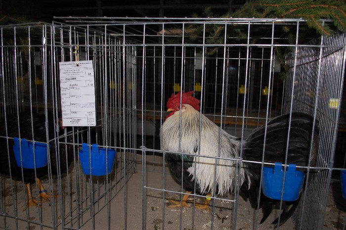 expo_acpara_2013_2_ (31)