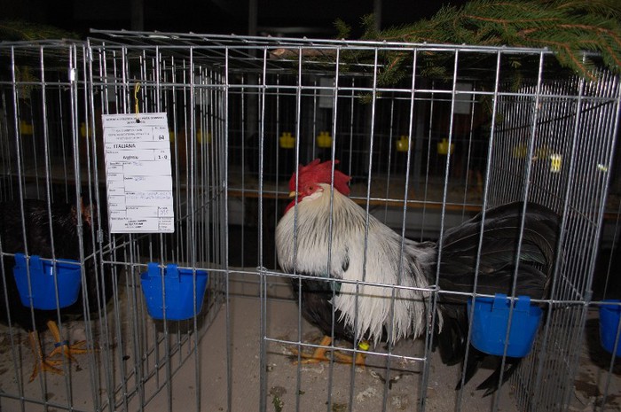 expo_acpara_2013_2_ (32)