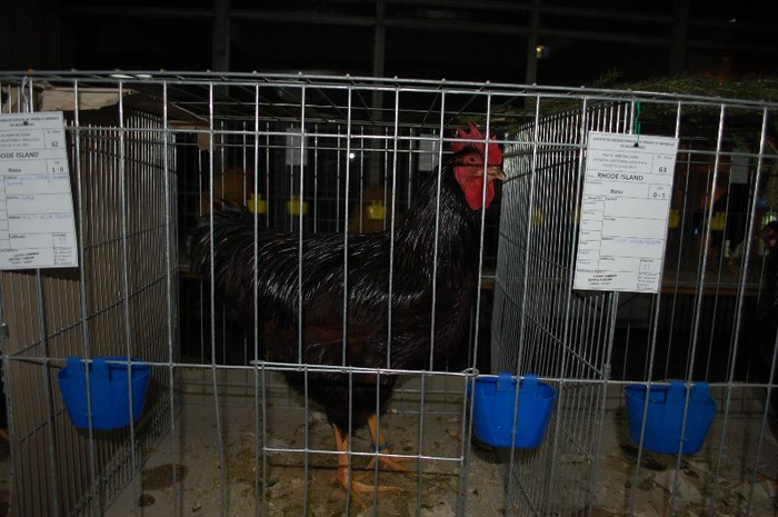 expo_acpara_2013_2_ (33)