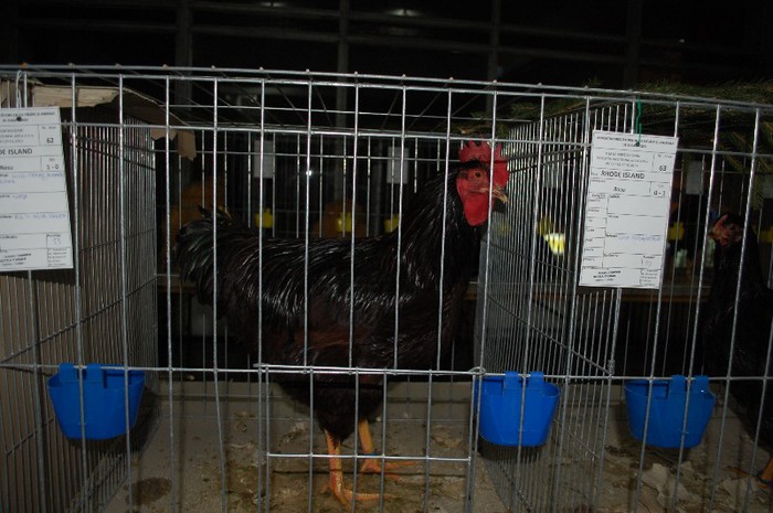 expo_acpara_2013_2_ (34)