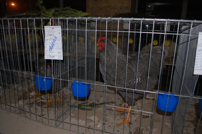 expo_acpara_2013_2_ (38) - Expo 2013 Arges Sambata