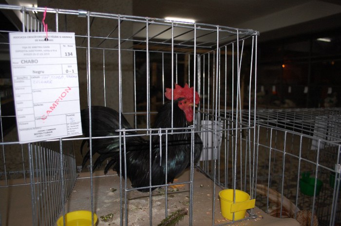 expo_acpara_2013_2_ (39) - Expo 2013 Arges Sambata