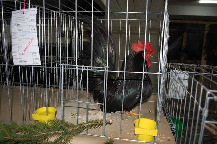 expo_acpara_2013_2_ (41) - Expo 2013 Arges Sambata