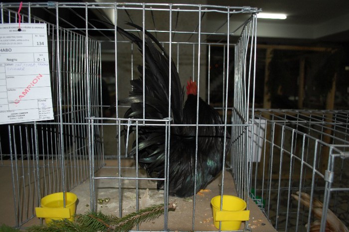 expo_acpara_2013_2_ (42) - Expo 2013 Arges Sambata