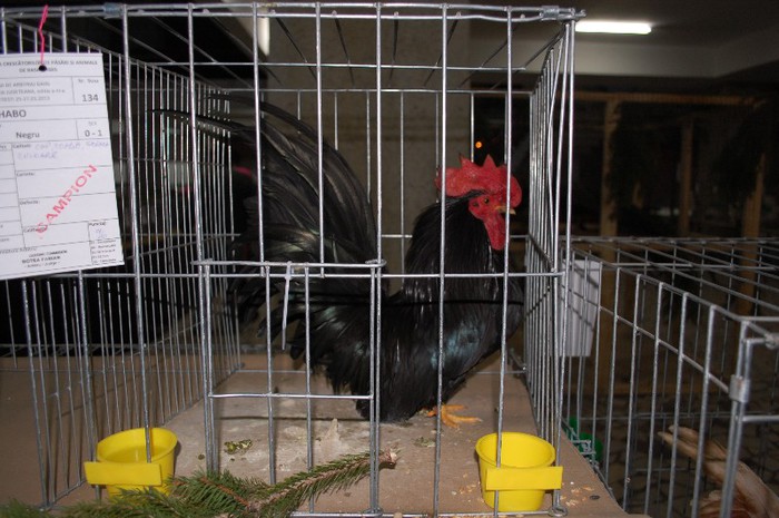 expo_acpara_2013_2_ (44) - Expo 2013 Arges Sambata