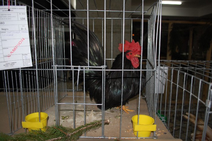 expo_acpara_2013_2_ (45) - Expo 2013 Arges Sambata