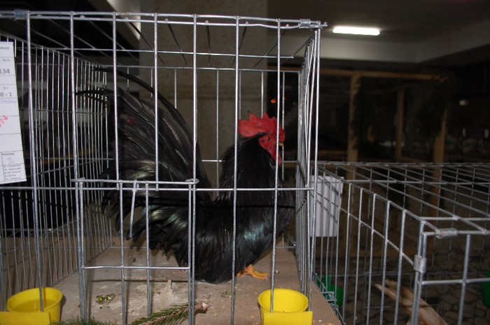 expo_acpara_2013_2_ (46) - Expo 2013 Arges Sambata