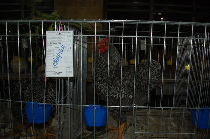 expo_acpara_2013_2_ (47) - Expo 2013 Arges Sambata