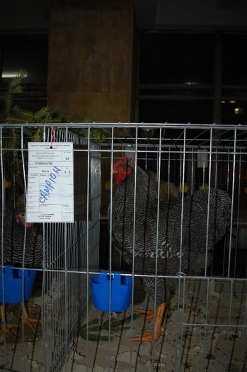 expo_acpara_2013_2_ (48) - Expo 2013 Arges Sambata