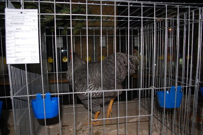 expo_acpara_2013_2_ (51) - Expo 2013 Arges Sambata