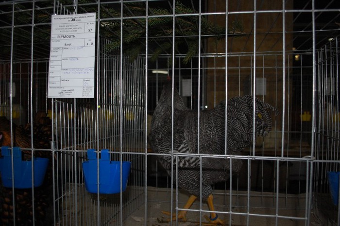 expo_acpara_2013_2_ (52) - Expo 2013 Arges Sambata