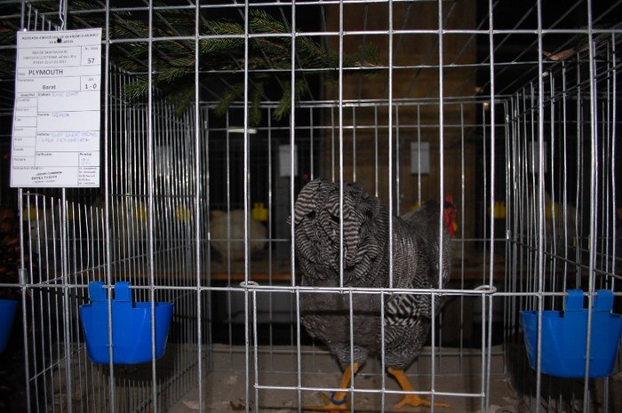 expo_acpara_2013_2_ (53)