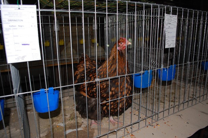 expo_acpara_2013_2_ (54)