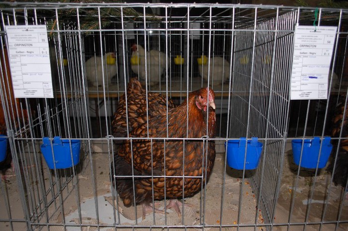 expo_acpara_2013_2_ (55)