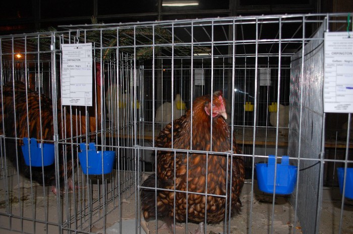 expo_acpara_2013_2_ (56)