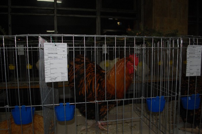 expo_acpara_2013_2_ (58)