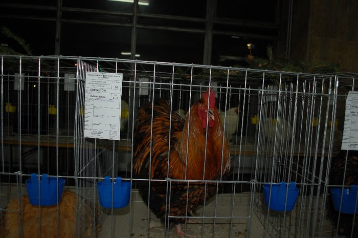 expo_acpara_2013_2_ (59)