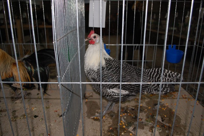 expo_acpara_2013_2_ (62) - Expo 2013 Arges Sambata