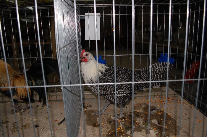 expo_acpara_2013_2_ (63)