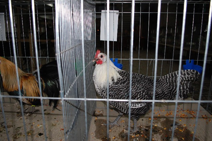 expo_acpara_2013_2_ (64)