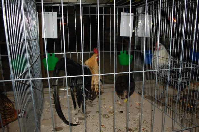 expo_acpara_2013_2_ (67)