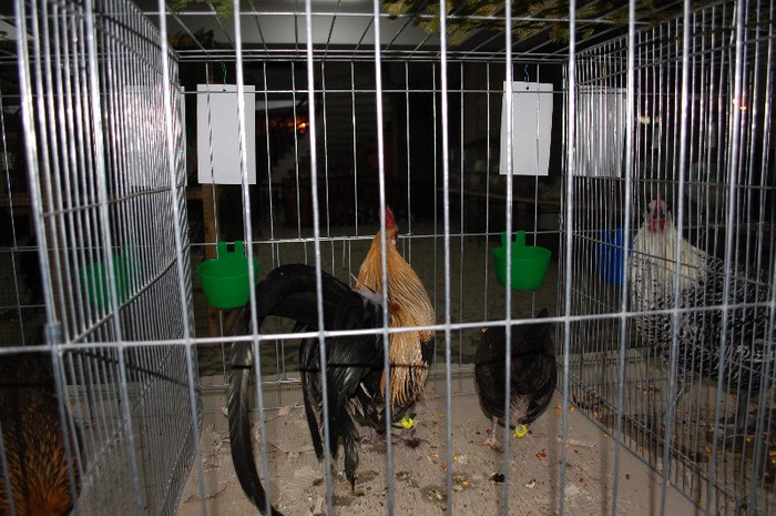 expo_acpara_2013_2_ (68)