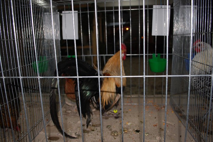 expo_acpara_2013_2_ (69)